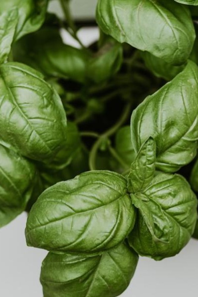 basil