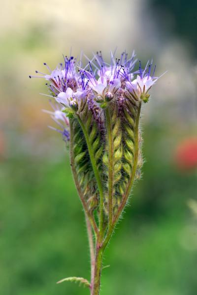 borage