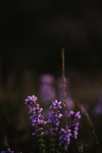 catnip