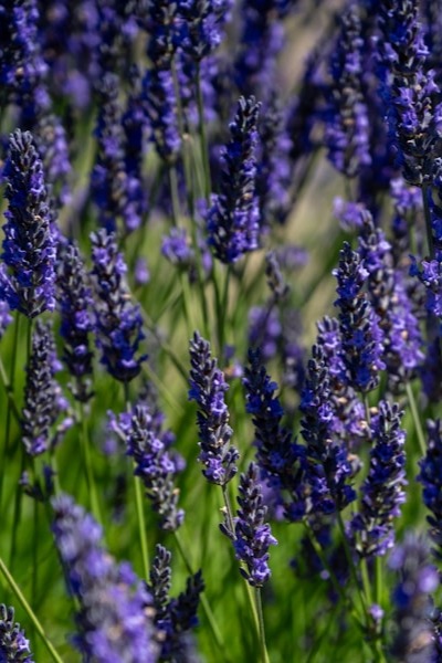 lavender