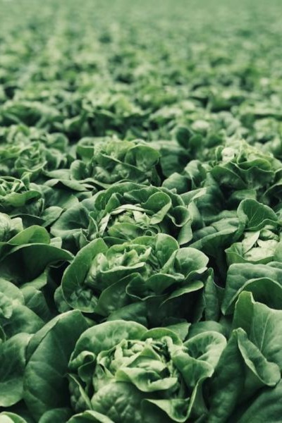 lettuce