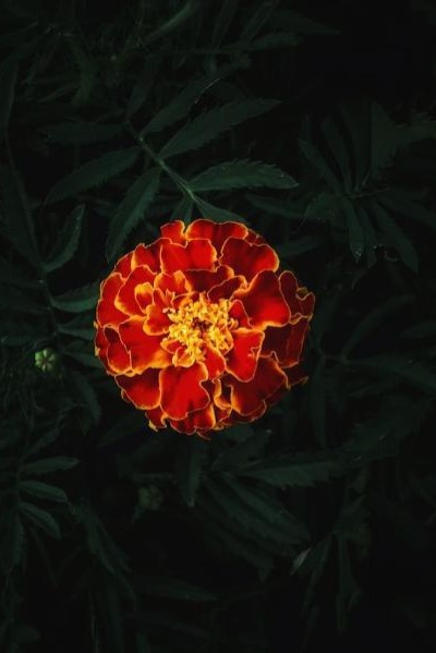 marigold