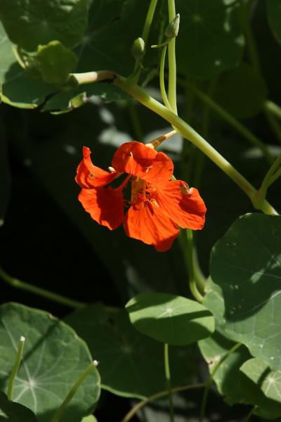 nasturtium