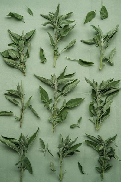oregano