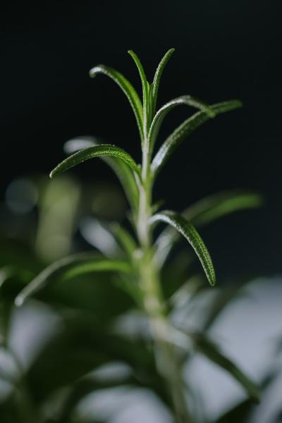rosemary