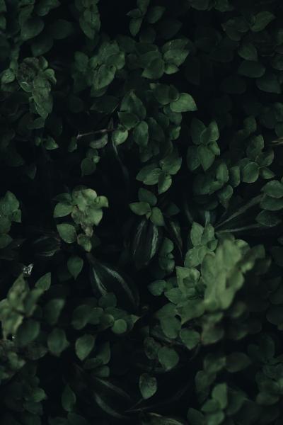 thyme